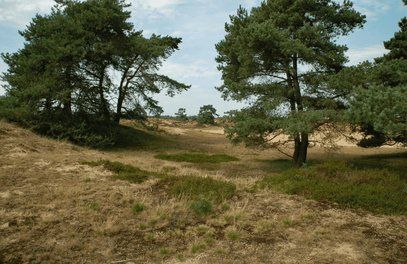 Het centrum van Appelscha
